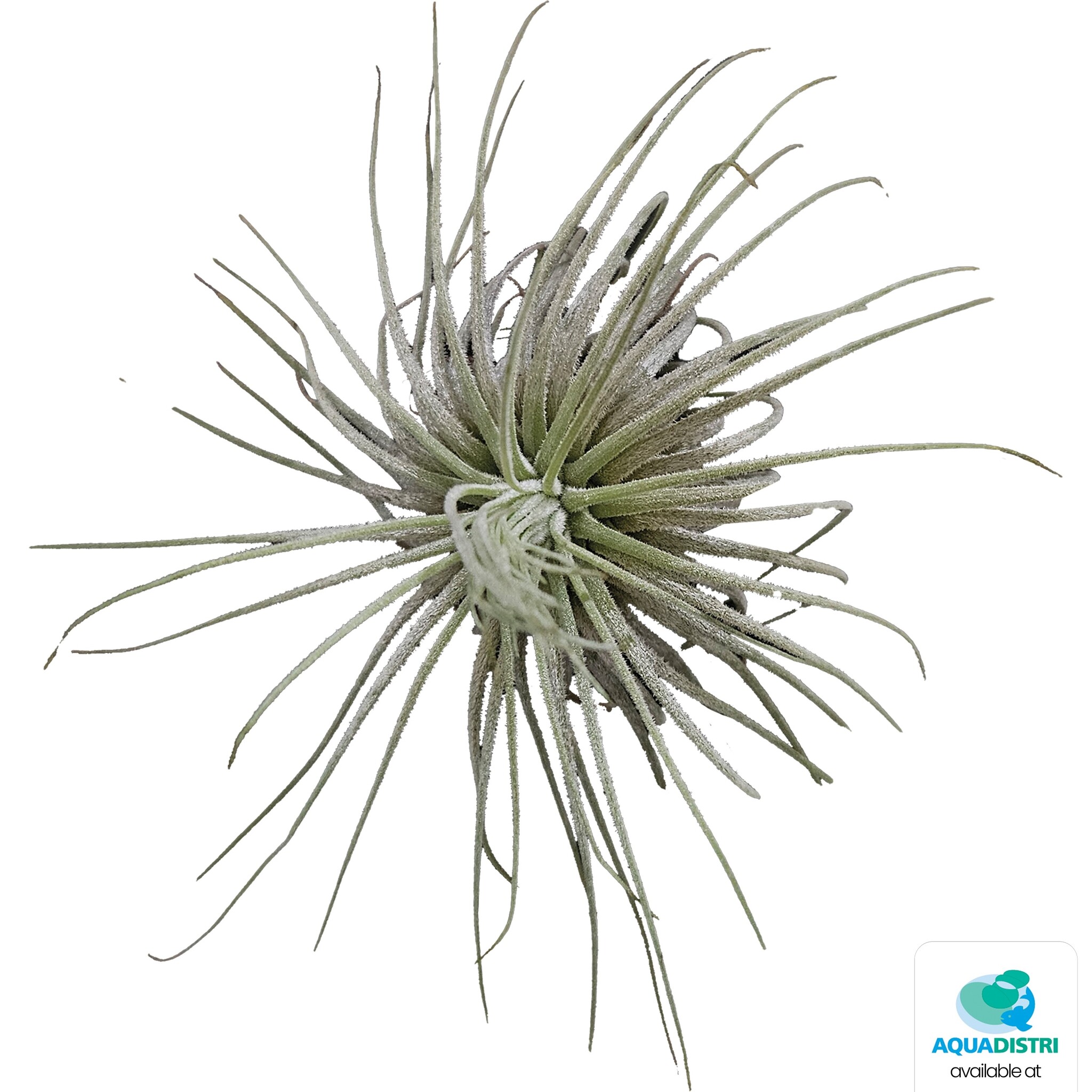 Tillandsia Magnusiana