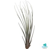Tillandsia Juncea