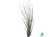 Tillandsia Juncea
