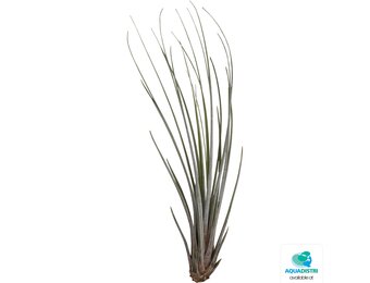 Tillandsia Juncea