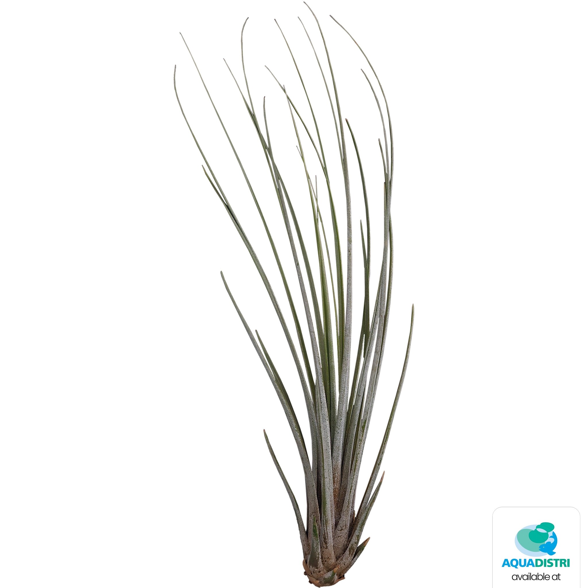 Tillandsia Juncea