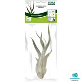 Tillandsia Caput Medusae