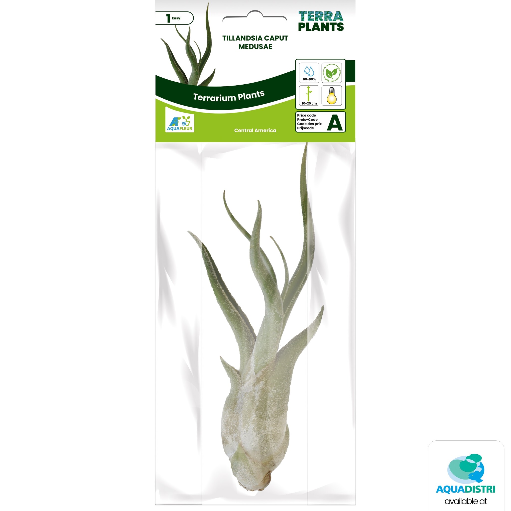 Tillandsia Caput Medusae