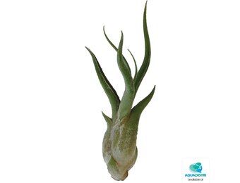 Tillandsia Caput Medusae