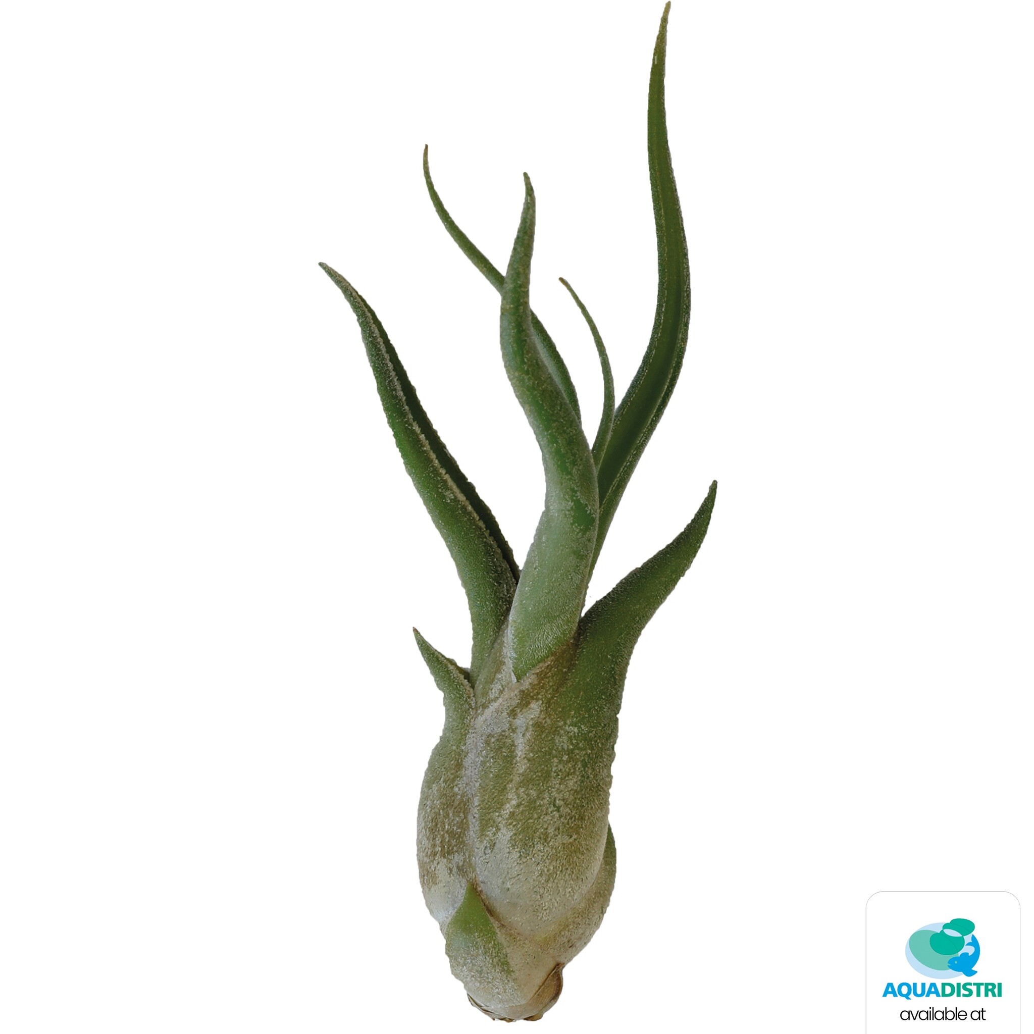 Tillandsia Caput Medusae