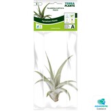 Tillandsia Capitata Peach