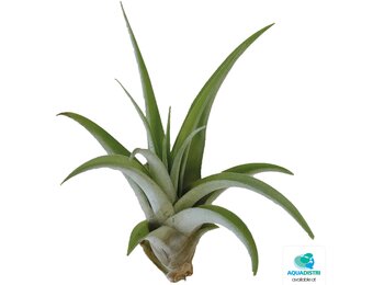 Tillandsia Capitata Peach