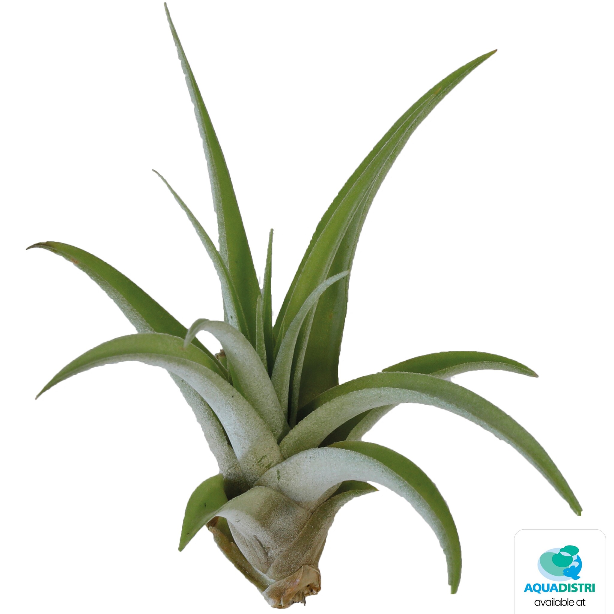 Tillandsia Capitata Peach