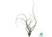 Tillandsia Butzii