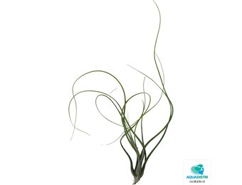 Tillandsia Butzii