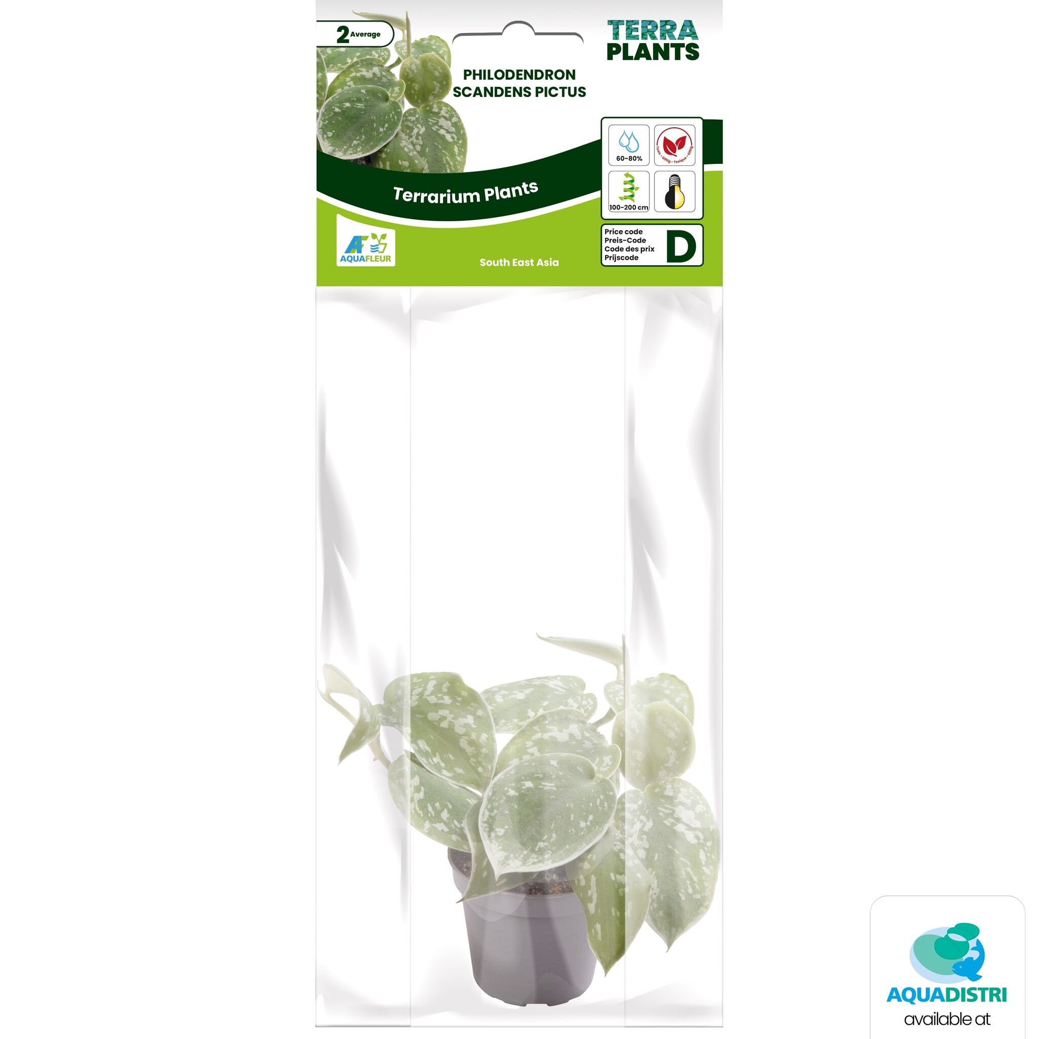 Philodendron Scandens Pictus