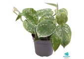 Philodendron Scandens Pictus