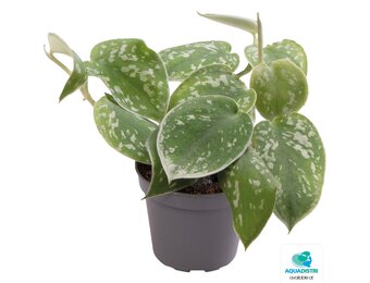 Philodendron Scandens Pictus