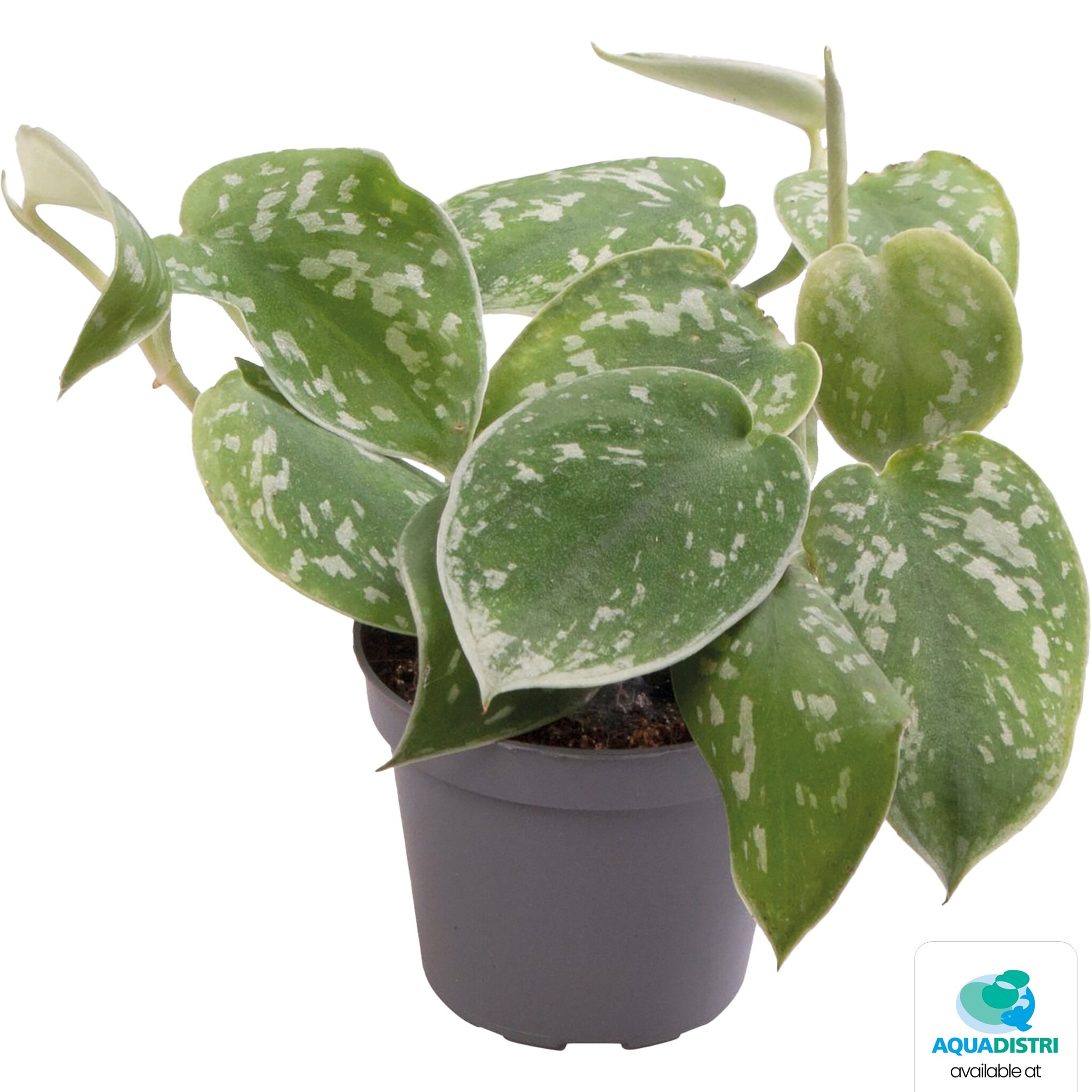 Philodendron Scandens Pictus