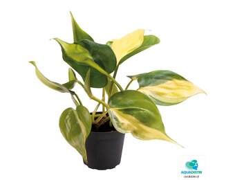 Philodendron Scandens Brazil