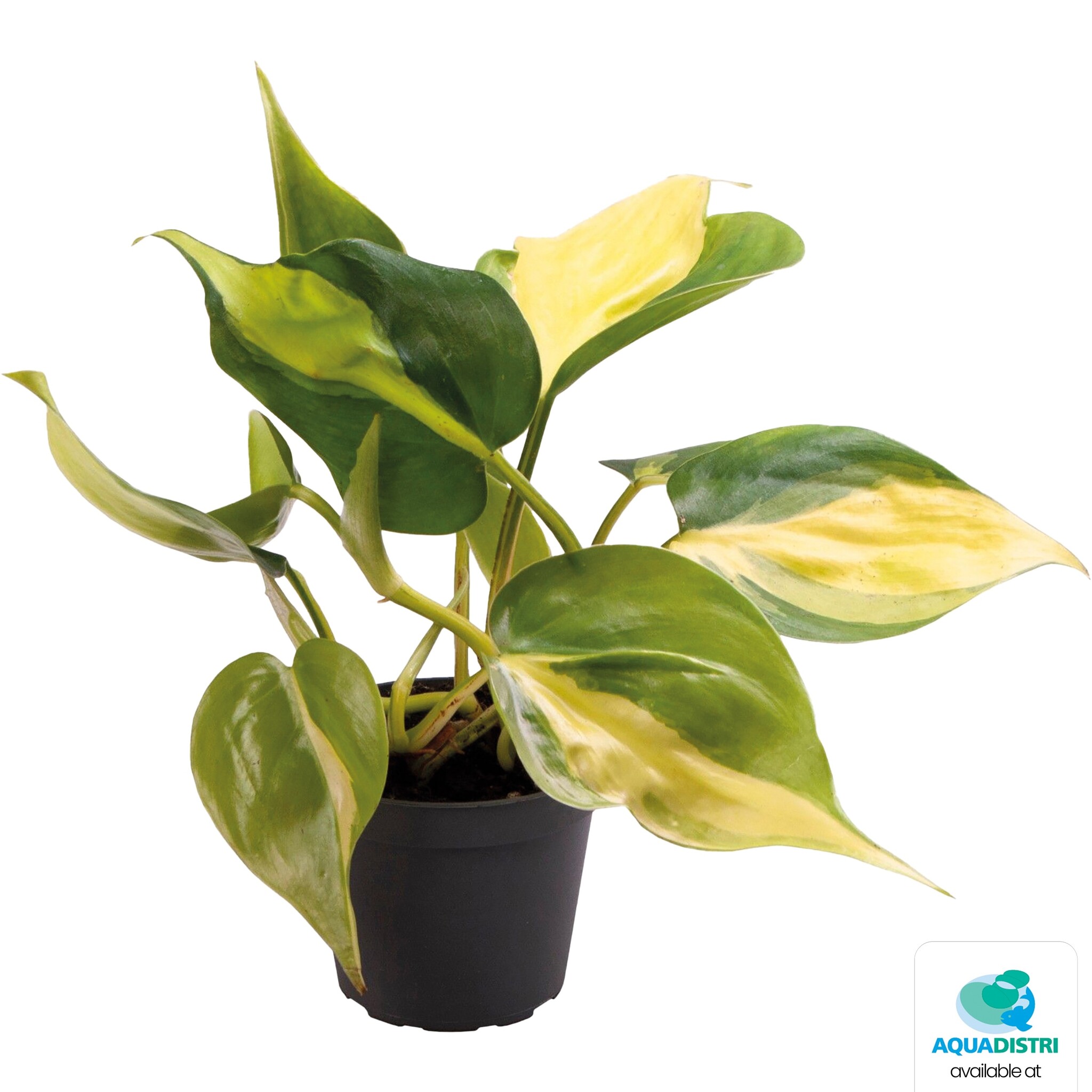 Philodendron Scandens Brazil