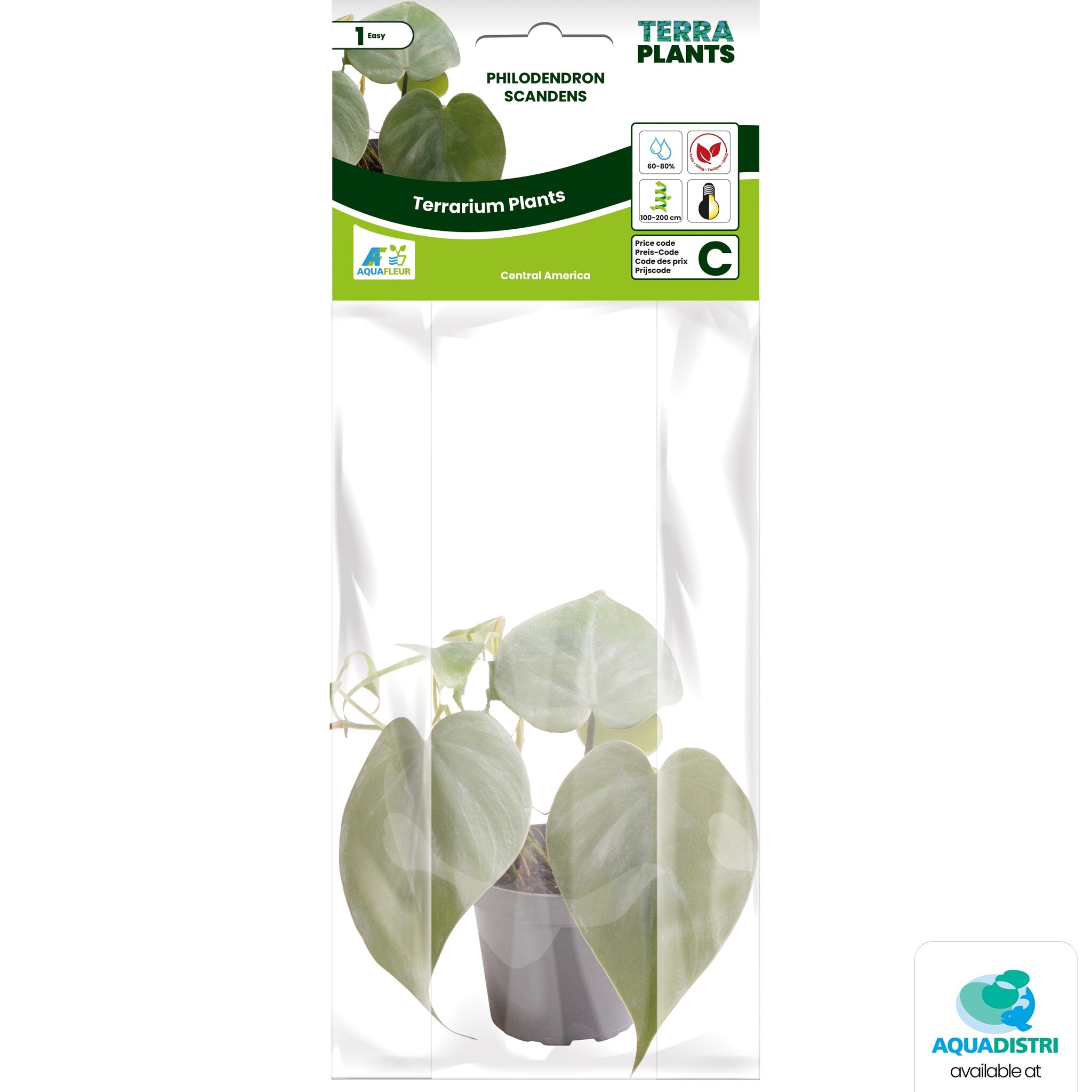 Philodendron Scandens