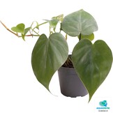 Philodendron Scandens