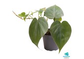 Philodendron Scandens