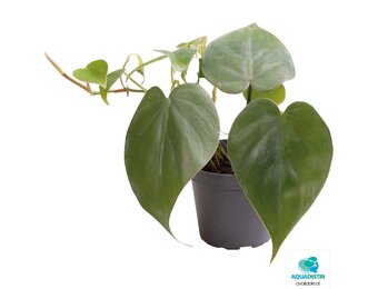 Philodendron Scandens