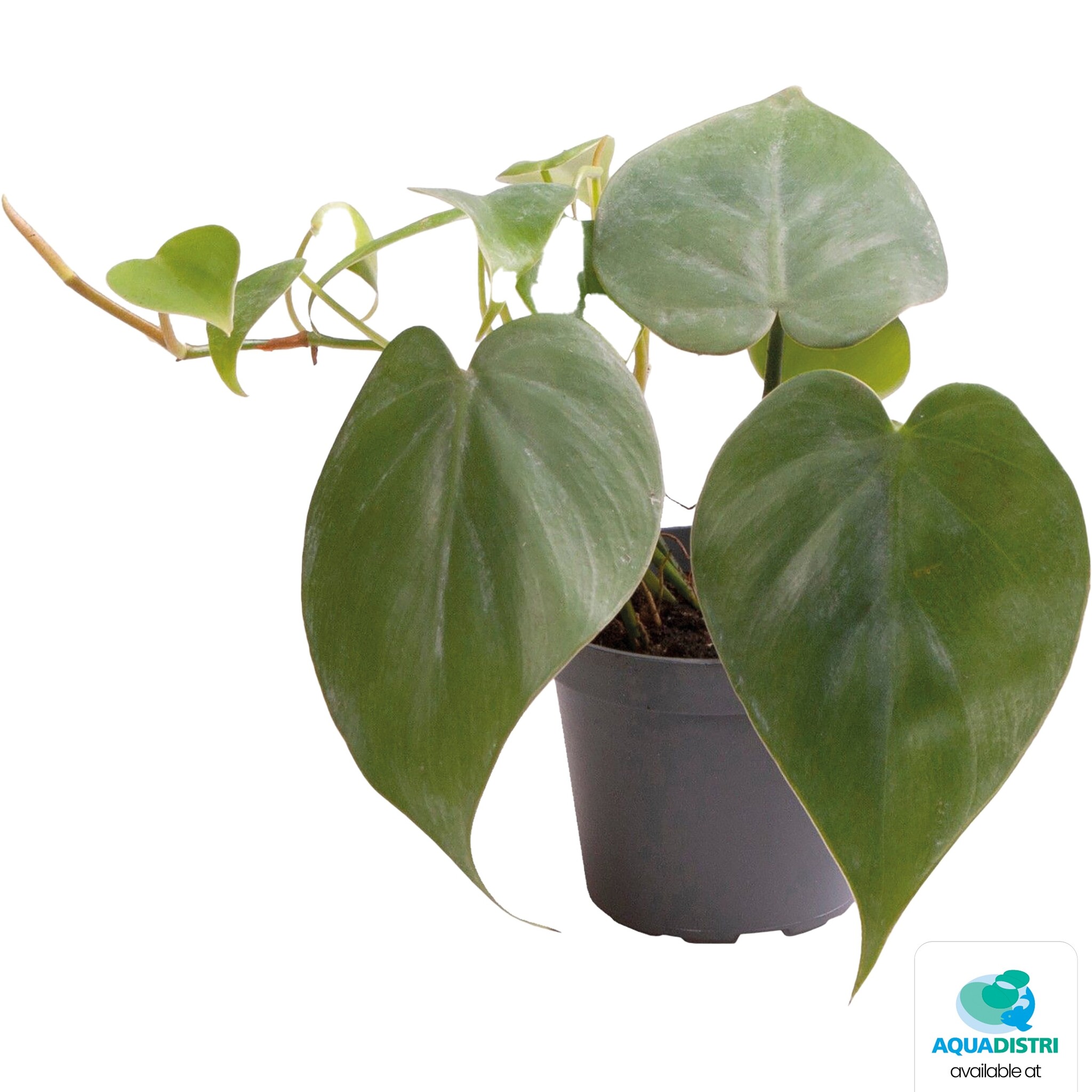 Philodendron Scandens