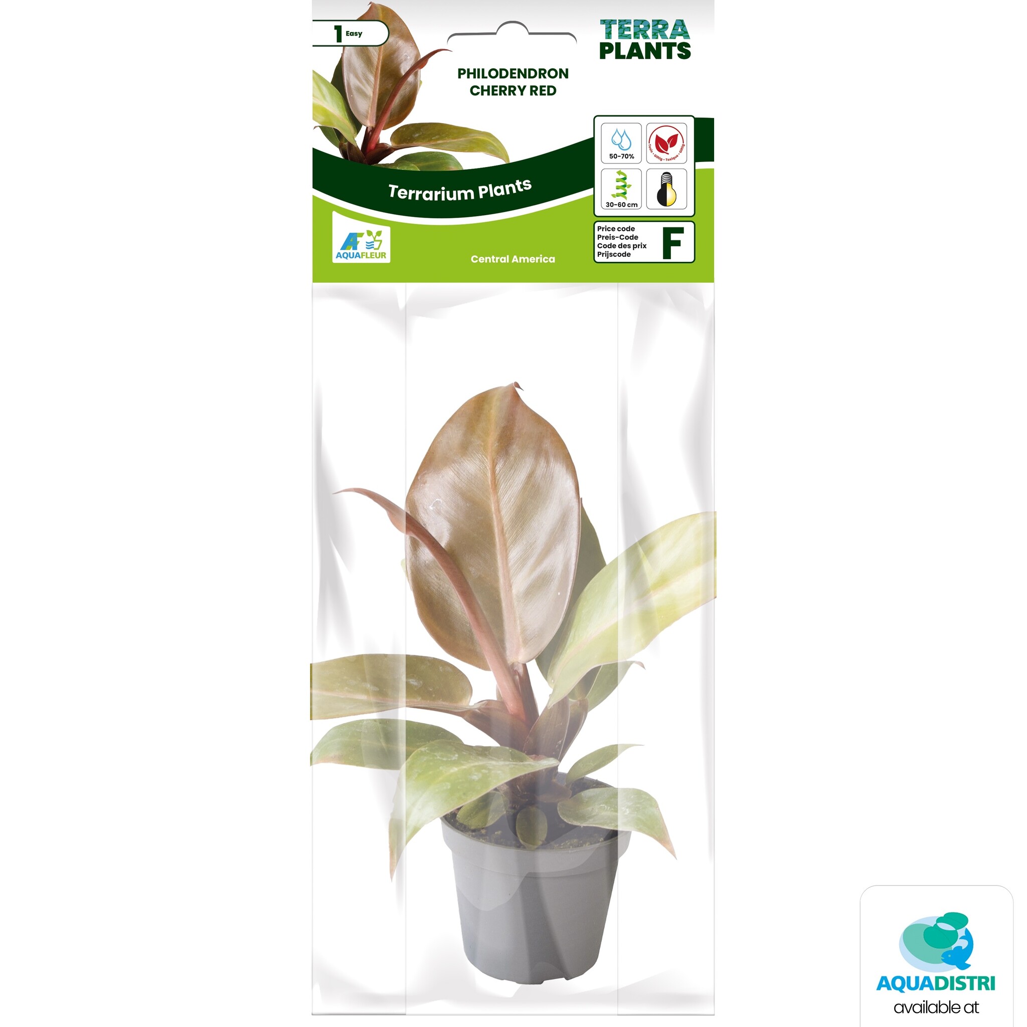 Philodendron Cherry Red