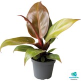 Philodendron Cherry Red