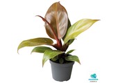Philodendron Cherry Red