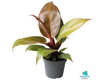 Philodendron Cherry Red