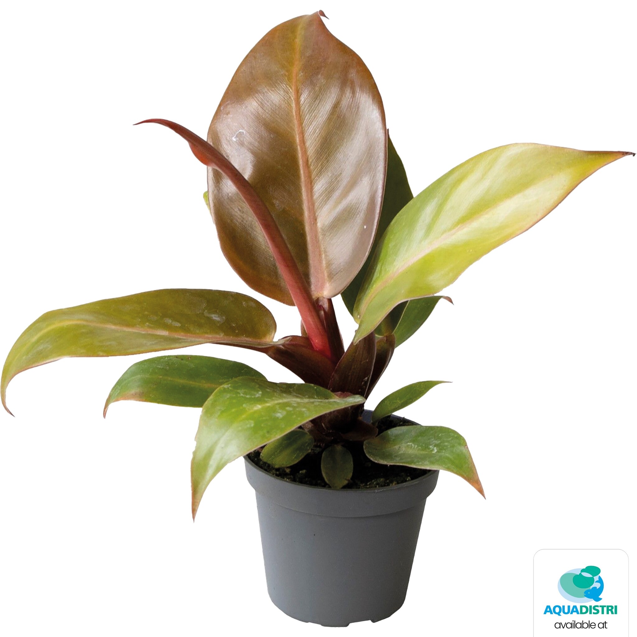 Philodendron Cherry Red
