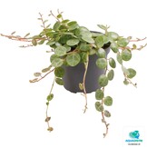 Peperomia Prostrata