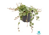 Peperomia Prostrata