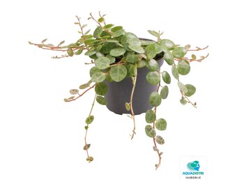 Peperomia Prostrata