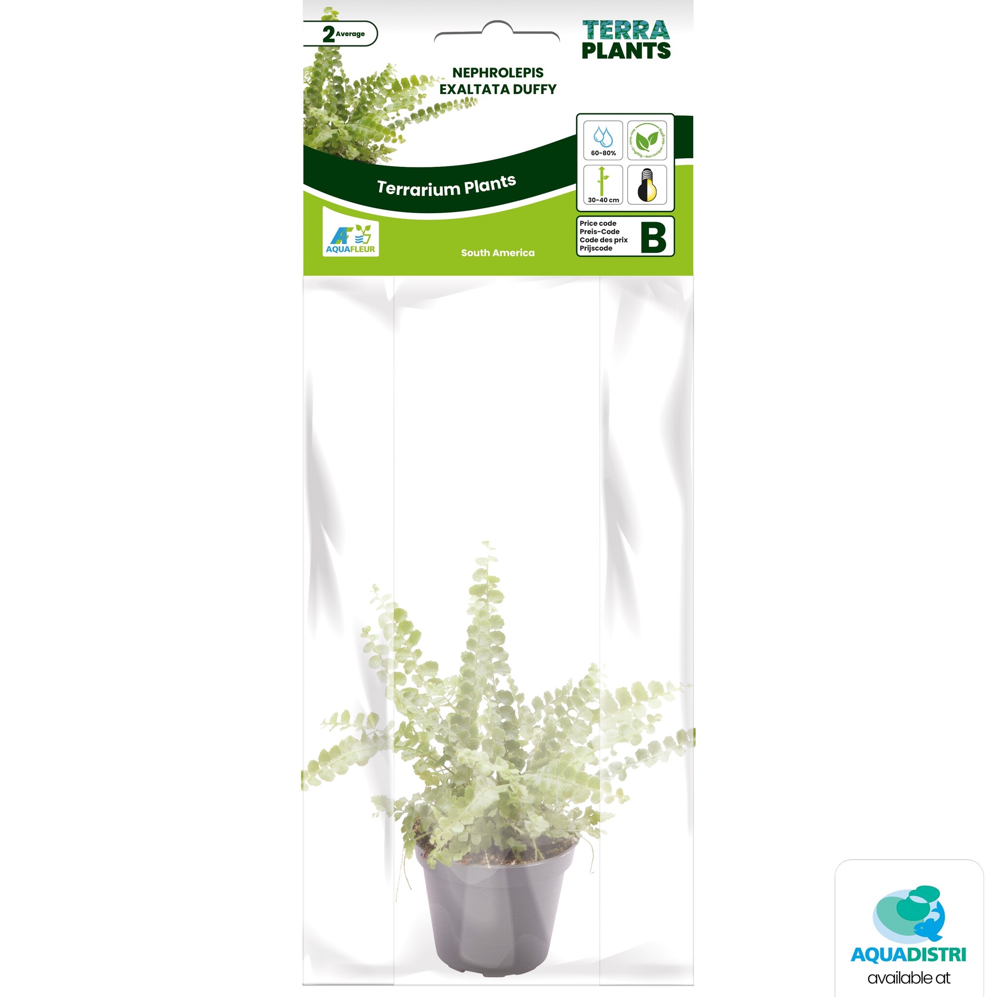 Nephrolepis Exaltata Duffy