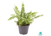 Nephrolepis Exaltata Duffy