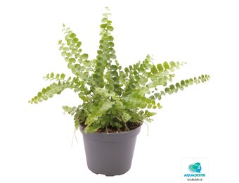 Nephrolepis Exaltata Duffy