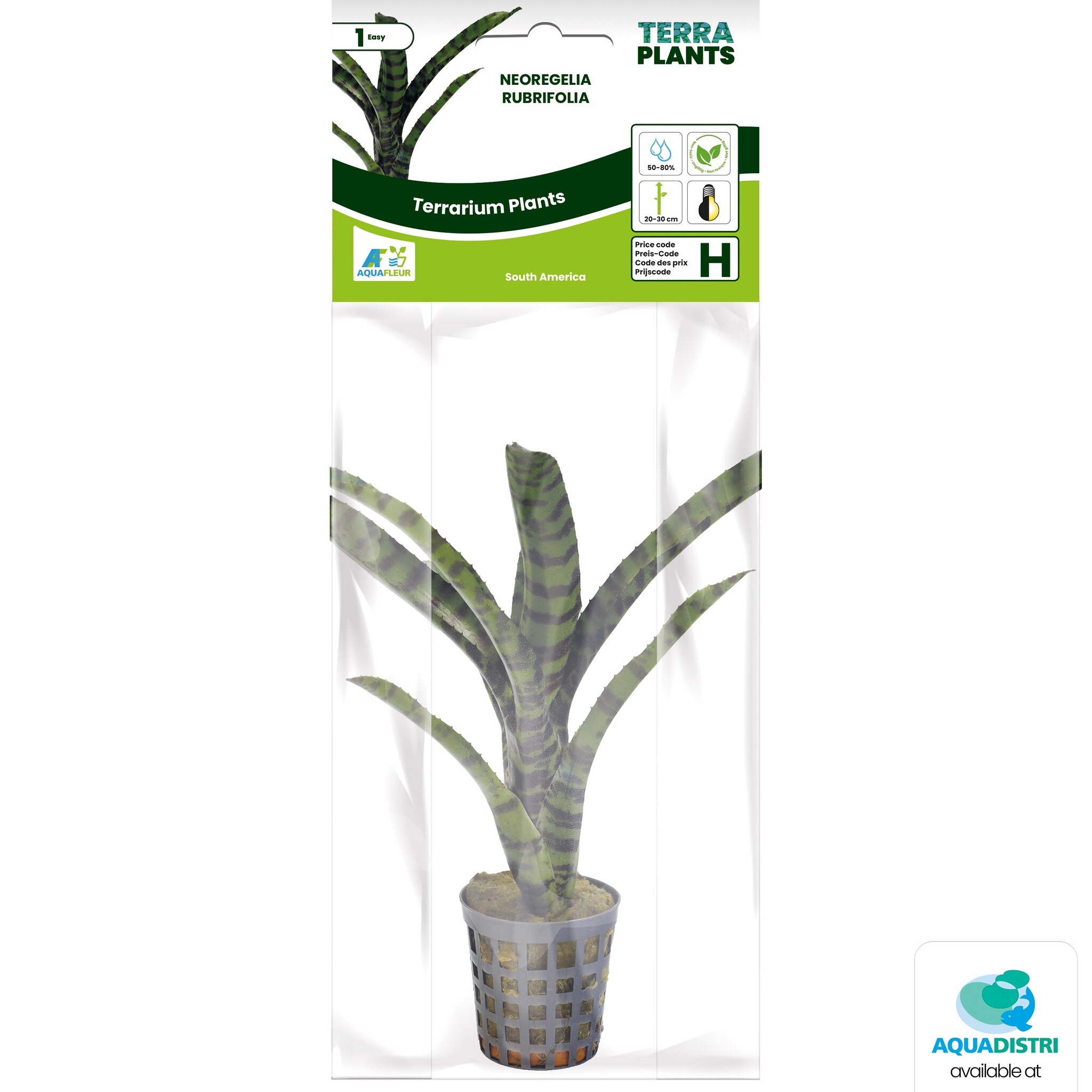 Neoregelia Rubrifolia