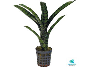 Neoregelia Rubrifolia