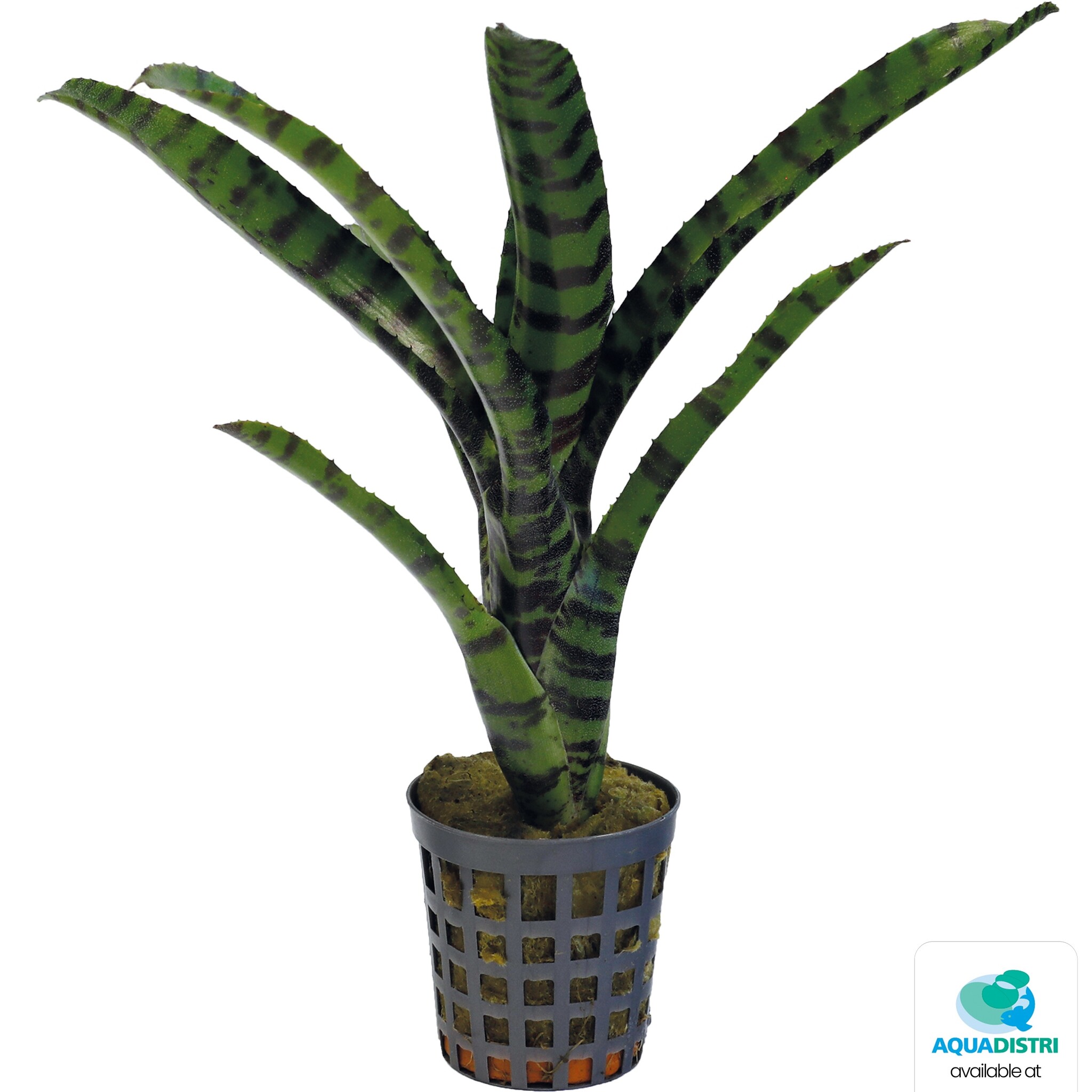 Neoregelia Rubrifolia