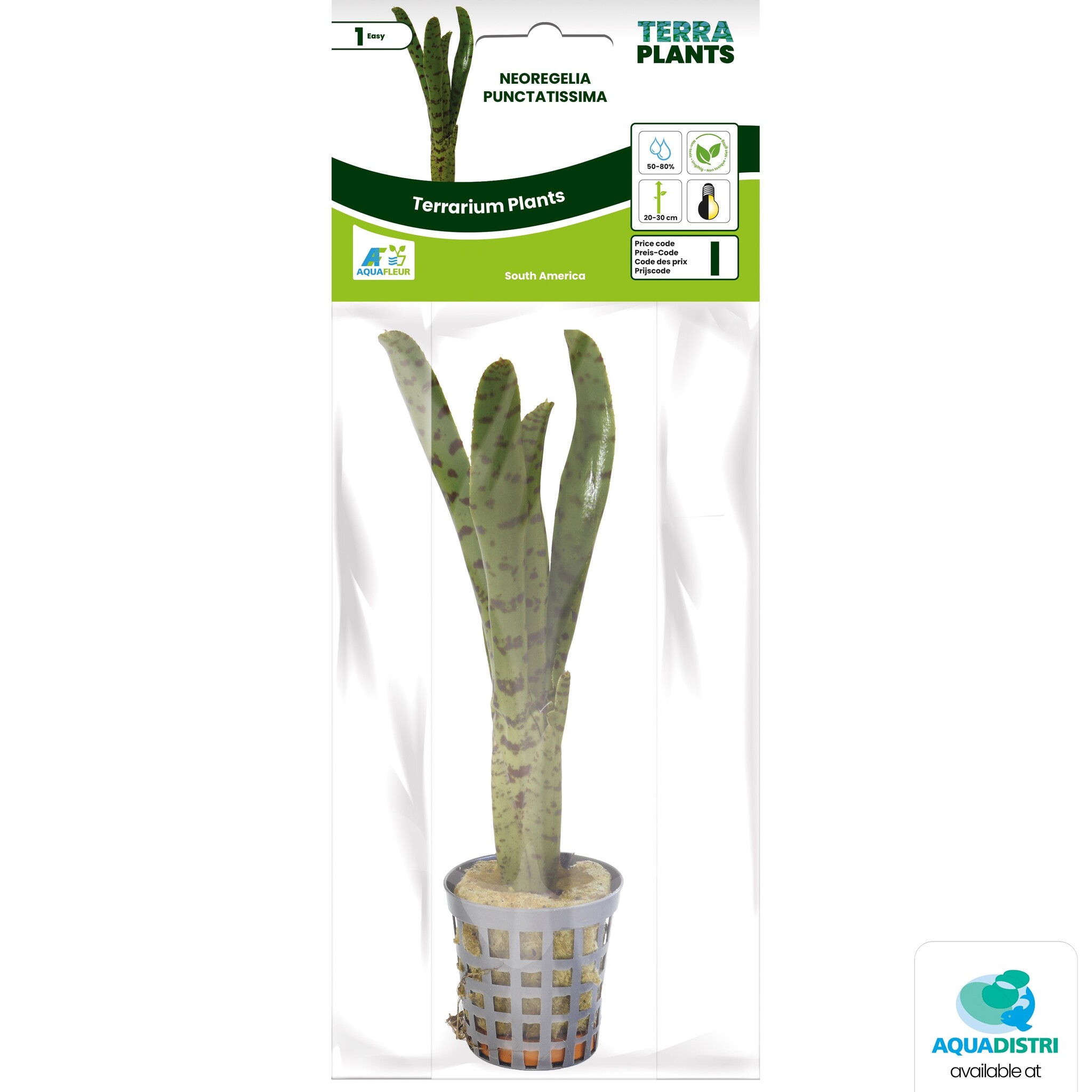 Neoregelia Punctatissima