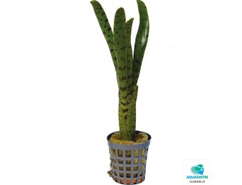 Neoregelia Punctatissima