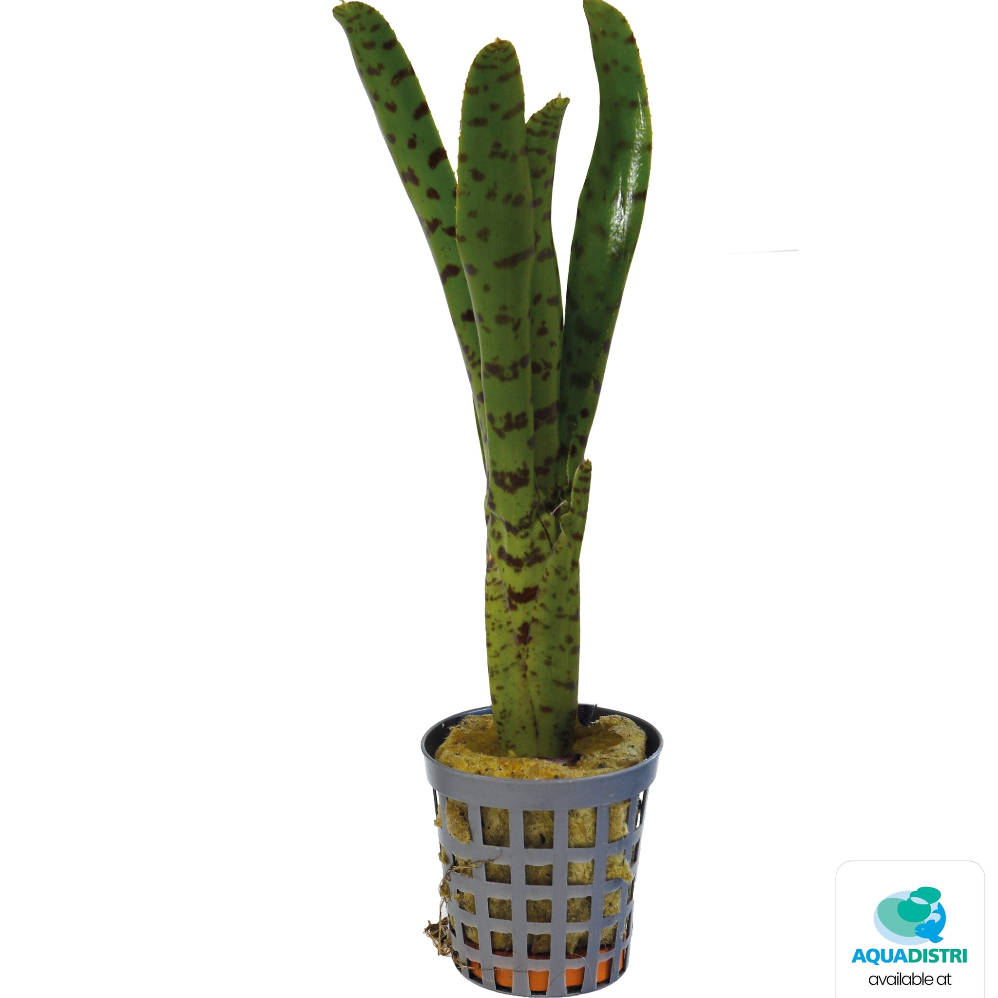 Neoregelia Punctatissima