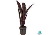 Neoregelia Hera Little Bright