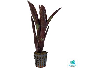 Neoregelia Hera Little Bright