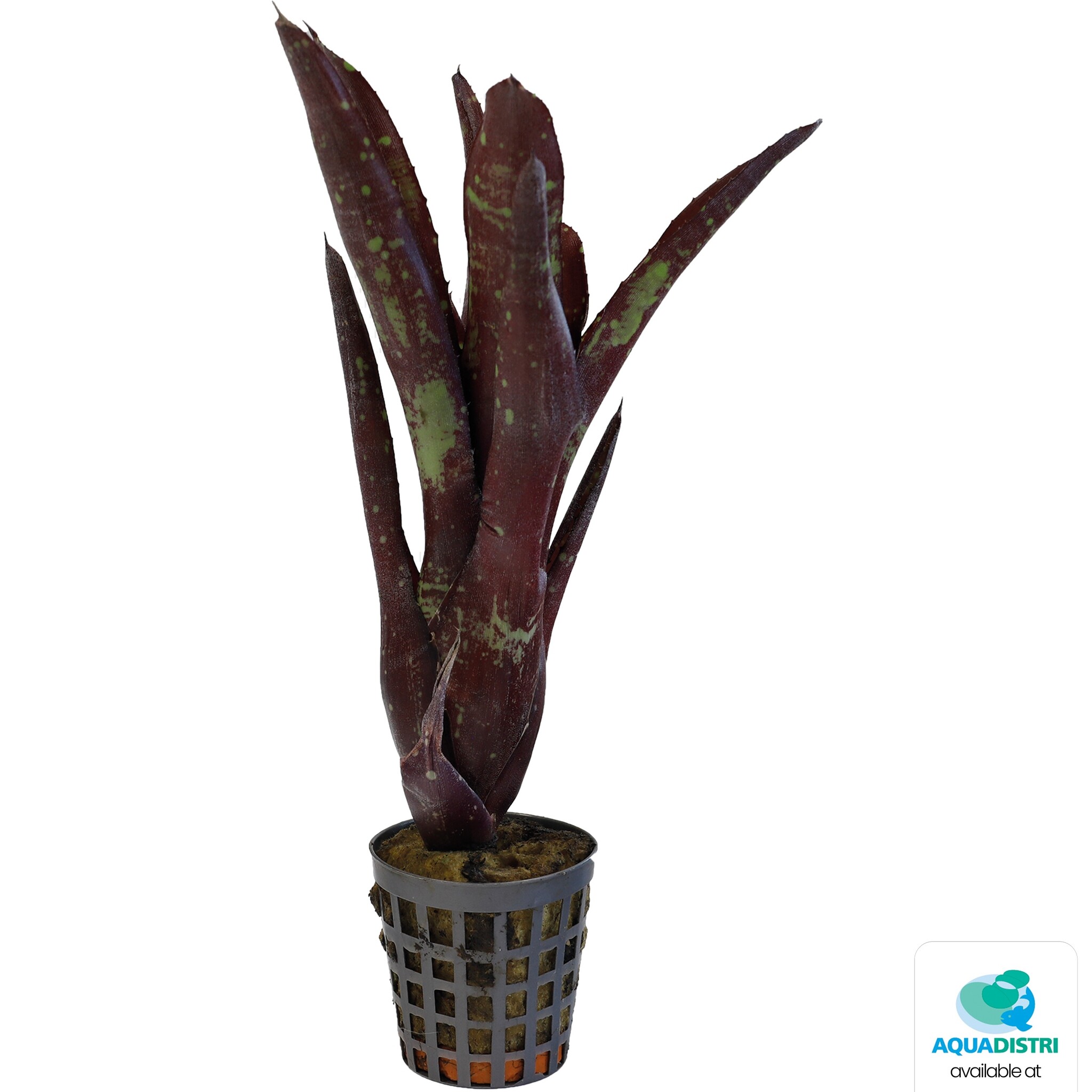 Neoregelia Hera Little Bright