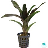 Neoregelia Atlantis