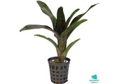Neoregelia Atlantis