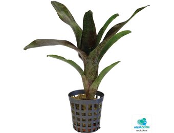 Neoregelia Atlantis