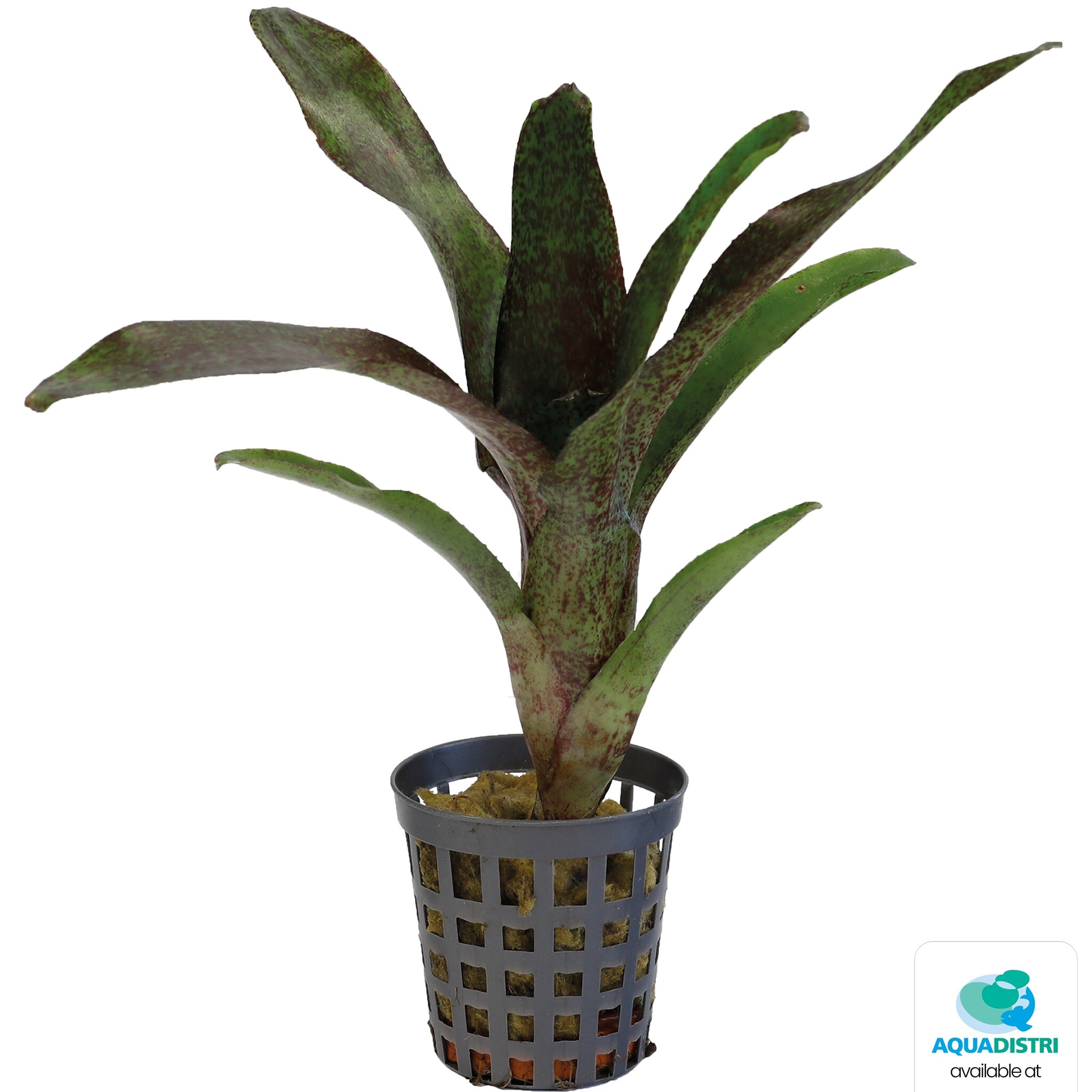 Neoregelia Atlantis
