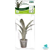 Neoregelia Ampullacea Tigrina